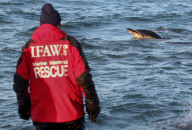 Beached Dolphins Rescued on Cape Cod