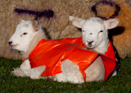 Jäckchen für's Lämmchen: Die neugeborenen Lämmer aus Redditch tragen orangefarbene Jacken gegen Unterkühlung
