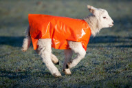 Jäckchen für's Lämmchen: Die neugeborenen Lämmer aus Redditch tragen orangefarbene Jacken gegen Unterkühlung