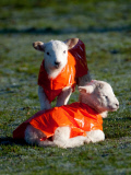 Jäckchen für's Lämmchen: Die neugeborenen Lämmer aus Redditch tragen orangefarbene Jacken gegen Unterkühlung