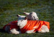 Jäckchen für's Lämmchen: Die neugeborenen Lämmer aus Redditch tragen orangefarbene Jacken gegen Unterkühlung