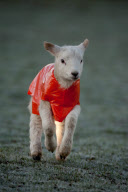 Jäckchen für's Lämmchen: Die neugeborenen Lämmer aus Redditch tragen orangefarbene Jacken gegen Unterkühlung