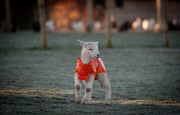 Jäckchen für's Lämmchen: Die neugeborenen Lämmer aus Redditch tragen orangefarbene Jacken gegen Unterkühlung