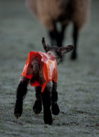 Jäckchen für's Lämmchen: Die neugeborenen Lämmer aus Redditch tragen orangefarbene Jacken gegen Unterkühlung