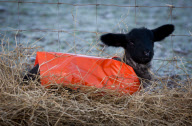 Jäckchen für's Lämmchen: Die neugeborenen Lämmer aus Redditch tragen orangefarbene Jacken gegen Unterkühlung