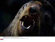 Expedition Alaska : la science au service des animaux