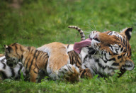 Mother tiger gives cubs a wash by licking them at Parc des Felins zoo, Seine-et-Marne, France - 11 Jan 2012