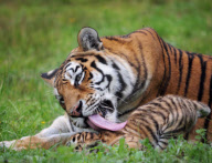 Mother tiger gives cubs a wash by licking them at Parc des Felins zoo, Seine-et-Marne, France - 11 Jan 2012