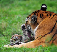 Mother tiger gives cubs a wash by licking them at Parc des Felins zoo, Seine-et-Marne, France - 11 Jan 2012