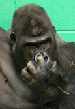 Erwischt: Gorilla Damisi aus dem Chessington World of Adventures Zoo popelt in der Nase