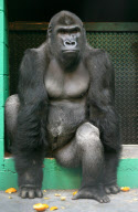 Erwischt: Gorilla Damisi aus dem Chessington World of Adventures Zoo popelt in der Nase