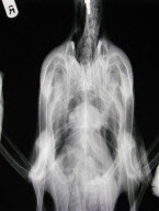 Canada goose survives after being shot with crossbow bolt, West Midlands, Britain - 07 Jan 2012