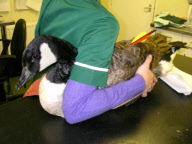 Canada goose survives after being shot with crossbow bolt, West Midlands, Britain - 07 Jan 2012