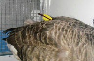 Canada goose survives after being shot with crossbow bolt, West Midlands, Britain - 07 Jan 2012