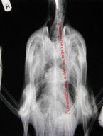 Canada goose survives after being shot with crossbow bolt, West Midlands, Britain - 07 Jan 2012