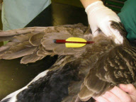 Canada goose survives after being shot with crossbow bolt, West Midlands, Britain - 07 Jan 2012