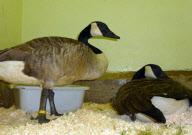 Canada goose survives after being shot with crossbow bolt, West Midlands, Britain - 07 Jan 2012