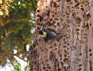 Woodpecker stores nuts in tree holes, Stanford University, California, America - Jan 2012