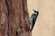 Woodpecker stores nuts in tree holes, Stanford University, California, America - Jan 2012