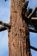 Woodpecker stores nuts in tree holes, Stanford University, California, America - Jan 2012