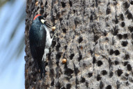 Woodpecker stores nuts in tree holes, Stanford University, California, America - Jan 2012
