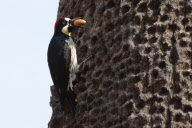 Woodpecker stores nuts in tree holes, Stanford University, California, America - Jan 2012