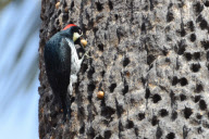 Woodpecker stores nuts in tree holes, Stanford University, California, America - Jan 2012