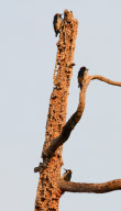 Woodpecker stores nuts in tree holes, Stanford University, California, America - Jan 2012