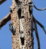 Woodpecker stores nuts in tree holes, Stanford University, California, America - Jan 2012