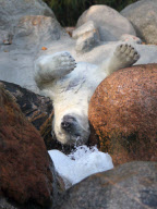 Augo the polar bear pleased with his catch, Aalborg Zoo, Denmark - 04 Dec 2011