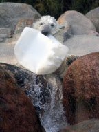 Augo the polar bear pleased with his catch, Aalborg Zoo, Denmark - 04 Dec 2011