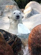 Augo the polar bear pleased with his catch, Aalborg Zoo, Denmark - 04 Dec 2011
