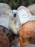 Augo the polar bear pleased with his catch, Aalborg Zoo, Denmark - 04 Dec 2011