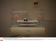 FRA: Chinese pandas, Beauval zoo in Saint-Aignan