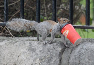 Coffee to go macht müde Eichhörnchen munter