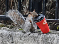 Coffee to go macht müde Eichhörnchen munter