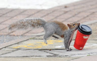 Coffee to go macht müde Eichhörnchen munter