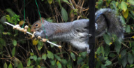 Squirrel attempts to eat hanging peanut kebab, Fareham, Hampshire, Britain - Dec 2012