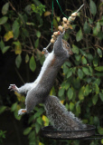 Squirrel attempts to eat hanging peanut kebab, Fareham, Hampshire, Britain - Dec 2012