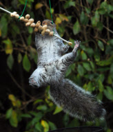 Squirrel attempts to eat hanging peanut kebab, Fareham, Hampshire, Britain - Dec 2012