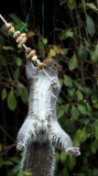 Squirrel attempts to eat hanging peanut kebab, Fareham, Hampshire, Britain - Dec 2012