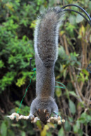 Squirrel attempts to eat hanging peanut kebab, Fareham, Hampshire, Britain - Dec 2012
