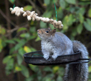 Squirrel attempts to eat hanging peanut kebab, Fareham, Hampshire, Britain - Dec 2012