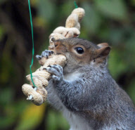 Squirrel attempts to eat hanging peanut kebab, Fareham, Hampshire, Britain - Dec 2012