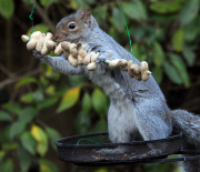 Squirrel attempts to eat hanging peanut kebab, Fareham, Hampshire, Britain - Dec 2012