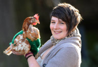 Former battery hens wear knitted jumpers to keep warm, Hadleigh, Suffolk, Britain - 26 Jan 2012