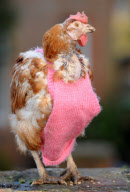 Former battery hens wear knitted jumpers to keep warm, Hadleigh, Suffolk, Britain - 26 Jan 2012