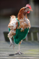 Former battery hens wear knitted jumpers to keep warm, Hadleigh, Suffolk, Britain - 26 Jan 2012
