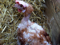 Former battery hens wear knitted jumpers to keep warm, Hadleigh, Suffolk, Britain - 26 Jan 2012