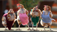 Former battery hens wear knitted jumpers to keep warm, Hadleigh, Suffolk, Britain - 26 Jan 2012
